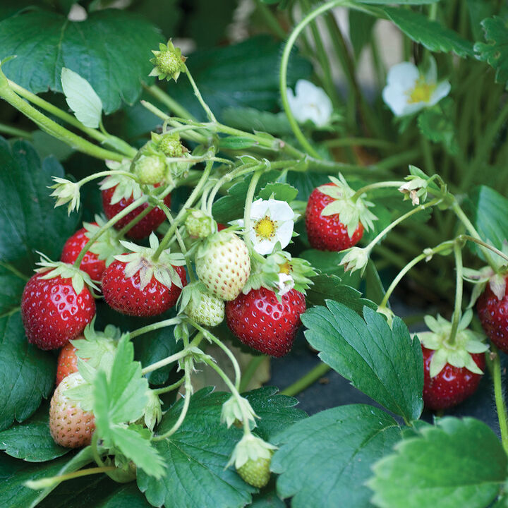 Strawberry plant